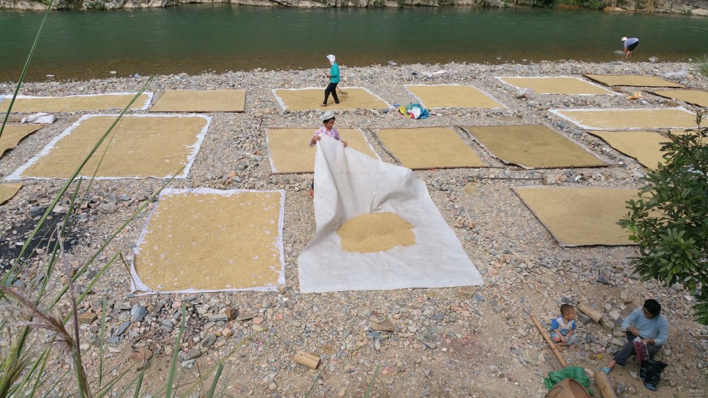 豐收的貴州黔東南州榕江縣寨蒿鎮(zhèn)烏公村曬谷子美景