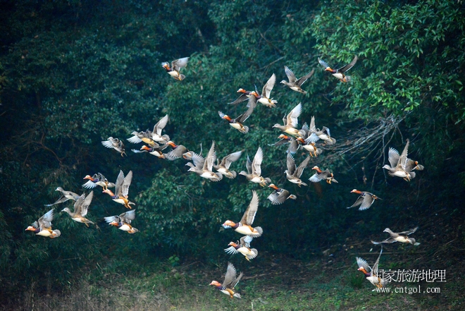 進(jìn)入初冬，大批野生鴛鴦陸續(xù)飛抵江西婺源縣賦春鎮(zhèn)鴛鴦湖越冬，小精靈們?cè)诤嫔匣蛳嗷ヒ蕾?、卿卿我我；或隨波逐流、嬉戲打鬧，悠閑自在生活在青山綠水之間，優(yōu)良的水域和豐富的湖畔闊葉林，為鴛鴦過冬提供良好生存環(huán)境，婺源鴛鴦湖已成為亞洲最大的野生鴛鴦越冬棲息地。（攝于12月4日下午）