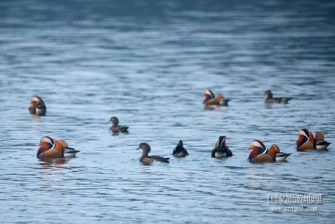 進(jìn)入初冬，大批野生鴛鴦陸續(xù)飛抵江西婺源縣賦春鎮(zhèn)鴛鴦湖越冬，小精靈們?cè)诤嫔匣蛳嗷ヒ蕾?、卿卿我我；或隨波逐流、嬉戲打鬧，悠閑自在生活在青山綠水之間，優(yōu)良的水域和豐富的湖畔闊葉林，為鴛鴦過冬提供良好生存環(huán)境，婺源鴛鴦湖已成為亞洲最大的野生鴛鴦越冬棲息地。（攝于12月4日下午）