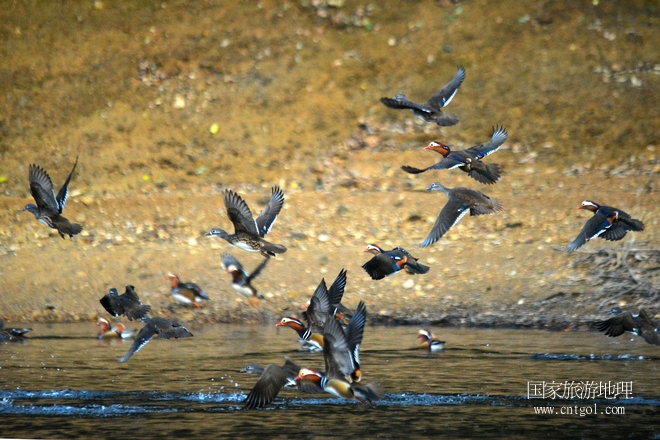 進(jìn)入初冬，大批野生鴛鴦陸續(xù)飛抵江西婺源縣賦春鎮(zhèn)鴛鴦湖越冬，小精靈們?cè)诤嫔匣蛳嗷ヒ蕾?、卿卿我我；或隨波逐流、嬉戲打鬧，悠閑自在生活在青山綠水之間，優(yōu)良的水域和豐富的湖畔闊葉林，為鴛鴦過冬提供良好生存環(huán)境，婺源鴛鴦湖已成為亞洲最大的野生鴛鴦越冬棲息地。（攝于12月4日下午）