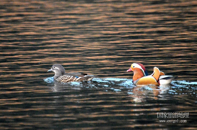 進(jìn)入初冬，大批野生鴛鴦陸續(xù)飛抵江西婺源縣賦春鎮(zhèn)鴛鴦湖越冬，小精靈們?cè)诤嫔匣蛳嗷ヒ蕾?、卿卿我我；或隨波逐流、嬉戲打鬧，悠閑自在生活在青山綠水之間，優(yōu)良的水域和豐富的湖畔闊葉林，為鴛鴦過冬提供良好生存環(huán)境，婺源鴛鴦湖已成為亞洲最大的野生鴛鴦越冬棲息地。（攝于12月4日下午）